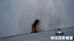 故宫里的猫咪火了！橘猫小心翼翼地干饭引发网友爆笑：御猫就是富态​！