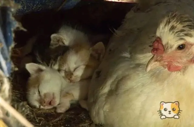 猫妈带4只小猫“拜访”鸡舍，让母鸡照顾小猫，它倒成了甩手掌柜