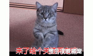 都说养公猫会更好？这几个“害处”，让人难以接受