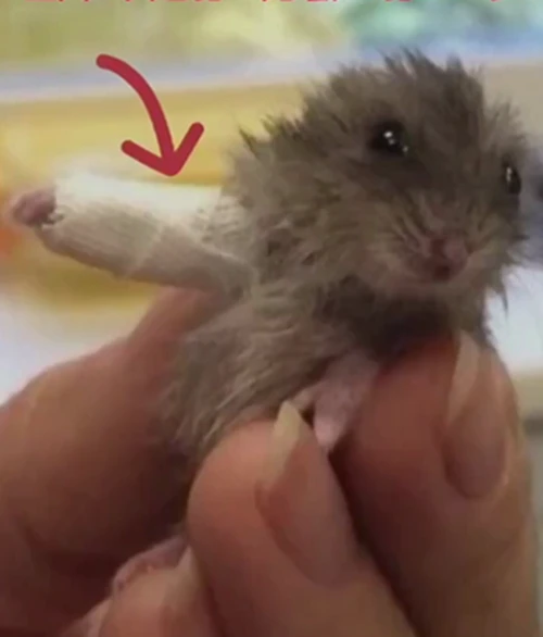 新买的仓鼠被猫咪打骨折，主人送医院治疗后：这模样也太可爱了