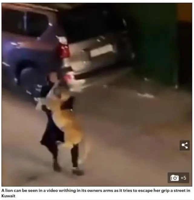 不寻常！科威特女子上街抓从家逃走的宠物，监控拍到竟是一头狮子