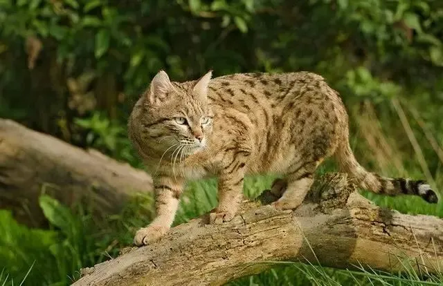 猫从没被驯化过？你在猫眼里到底是什么？了解真相后心痛了