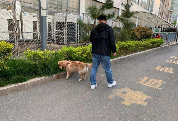 遛狗不牵绳被撞，车主愿赔2000块，车主：我的狗值18万
