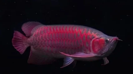 【水族生物】为什么从商家那买回去后红龙就不红了？