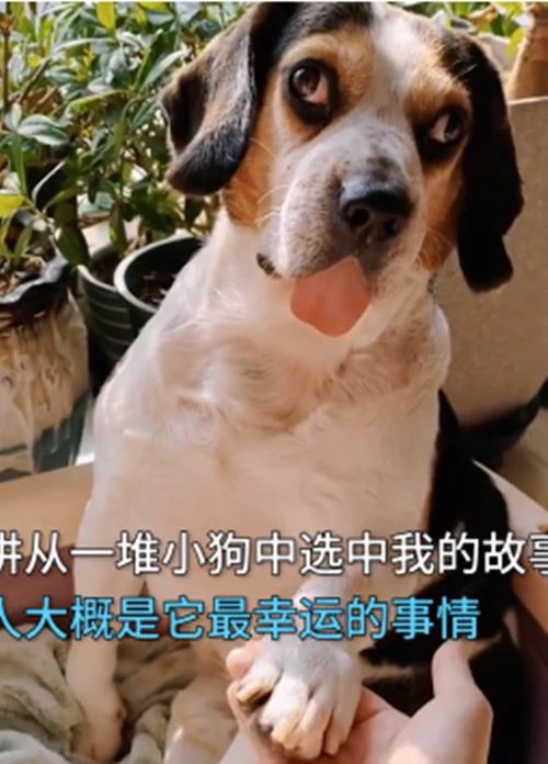 女子网购狗狗回家后，却发现汪的眼神不太对：你这是啥意思啊？