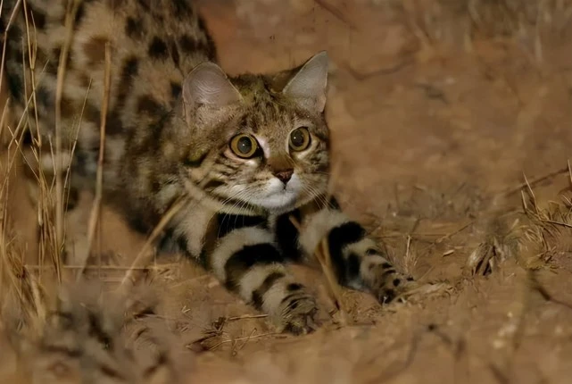 颜值再高也没用！都是猫科动物，为何黑足猫人类无法饲养？