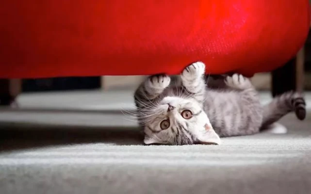 不要怀疑，猫咪这么对你，真的很爱你