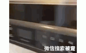 “狗以为自己亲生的，一边讨好老妈，一边骑在我和老爸头上作威作福…”