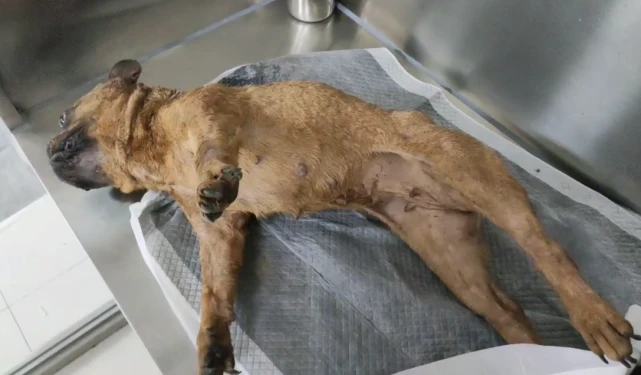6只被当成繁殖犬的斗牛犬，一生不停地繁殖，最后的命运却让人心疼
