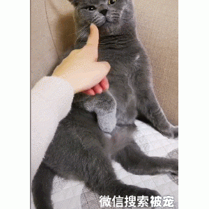 这三种行为，标志着猫可能“看不起”它的铲屎官