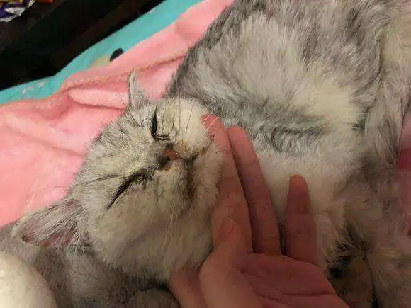 猫瘟爆发让铲屎官很恐慌？没必要，只要做好这4点预防工作