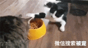 猫一生中有6大“愿望”，希望主人能帮它实现，你知道都是什么吗？
