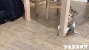 猫咪突然满屋子“乱窜”是有原因的，铲屎官要注意了