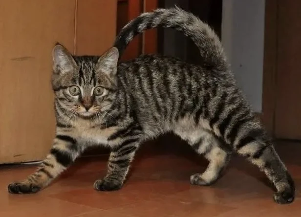 狸花猫之所以会沦为流浪猫，有这几个原因，你会抛弃它吗？
