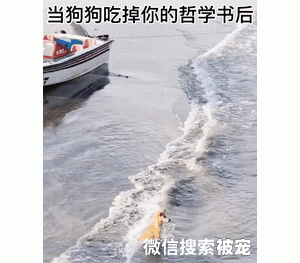 狗狗非要挑逗大白鹅，结果舌头被一口咬住：这就是调戏我的下场！
