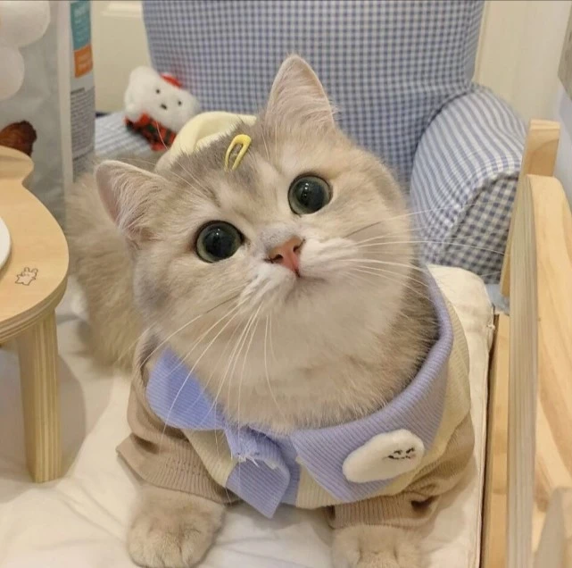 可爱猫猫个人头像