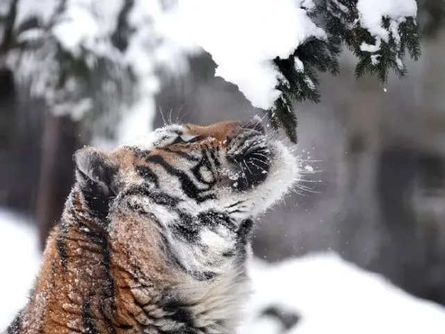 大猫赏雪居然被雪糊了一脸～大猫：伦家好委屈，要抱抱才能好哦！