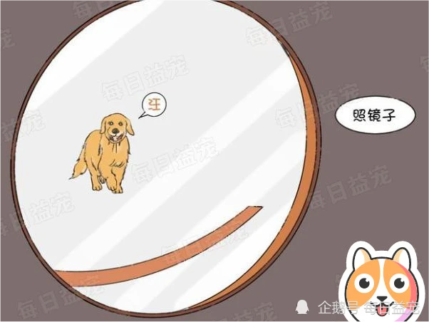 铲屎官让金毛去拿快递，半天没回来，原来是被路边的镜子迷惑了！