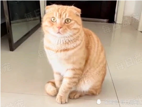 女孩救猫反成“冤大头”，邻居不要的猫丢给她，被拒后用猫威胁