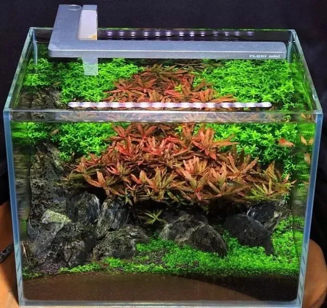 这么艳丽的草缸感觉肿么样！