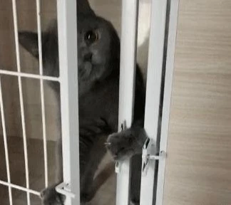你知道高智商的猫会有这6种表现，如果超过2种，说明你的猫成精啦
