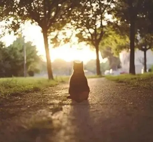 青麦泽翁和小猫的故事