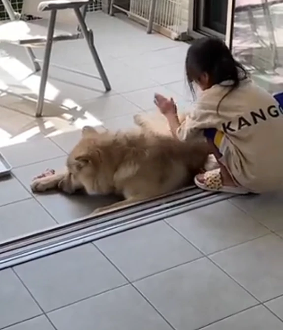 大狼狗撒娇也是非常太可爱的，巨大的反差萌让人忍俊不禁