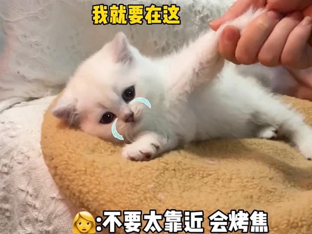 上海一固执猫咪不听主人劝，非要守着取暖扇睡，结果悲剧了！