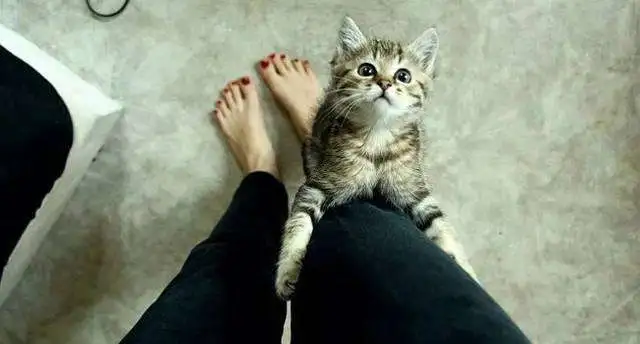 “穷养狗，富养猫”，猫难道对主人真的没有感情吗？