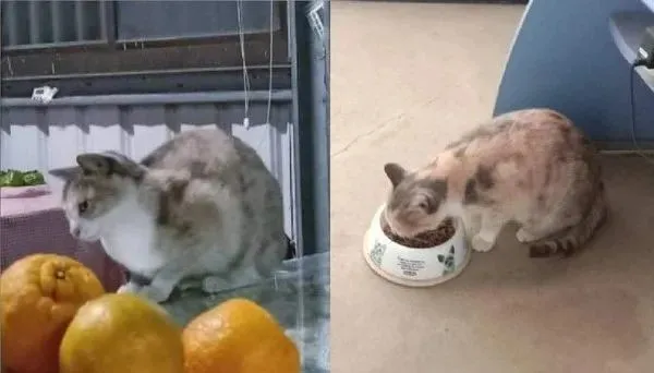 流浪猫失踪2个月急收养，隔天“叼3小喵入住”，饲主：感觉被骗了