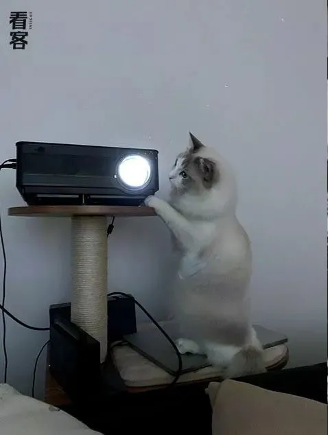 被养猫掏空的年轻人