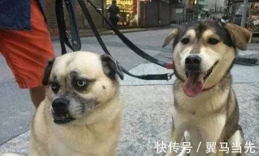 巴哥被二哈强上, 生下一个狗独子! 网友 丑出新高度!