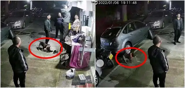 笑尿了！斗牛犬闻了一下鞋子，直接爆冲至路旁疯狂呕吐！太上头了？