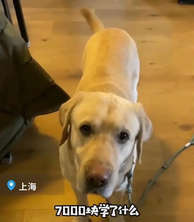 上海男子花7000元送狗上学，网友怒斥其浪费，狗主人：钱多我乐意