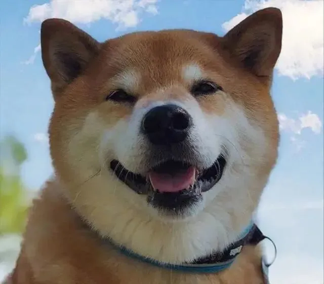为何柴犬这么多人养？这些优点，让人爱不释手！