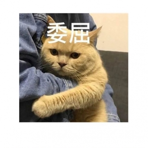 橘猫被抛弃患上抑郁症，拒食3个月体重下降一半，直到那个温柔的人出现……