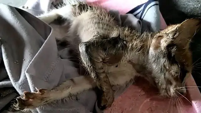 流浪母猫背着幼猫求助人，医生建议做安乐，女孩的举动却很难得
