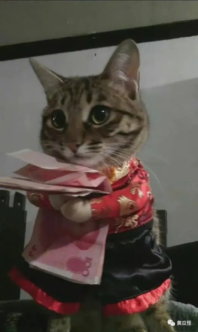 不许和猫咪抢压岁钱…
