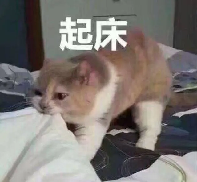 为了叫主人起床，猫咪上演了一出“胸口压大石”