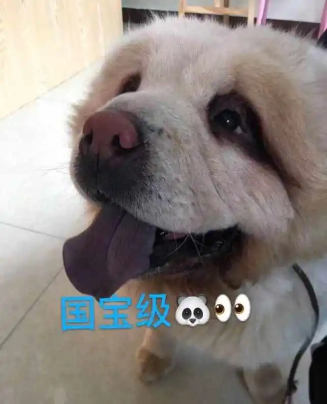 宠物界也有容貌焦虑？想让自家猫猫狗狗变美都有啥招数？记者和行内人聊了聊