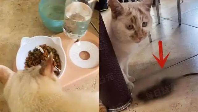 送流浪猫新年礼物，结果收到猫的“回礼”：一只老鼠，小小心意！