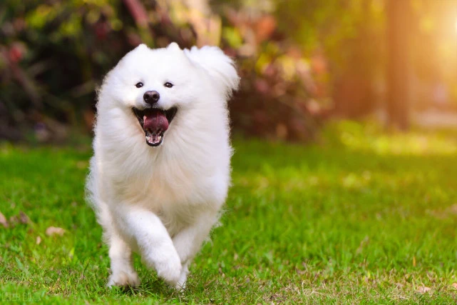 萨摩耶母犬产后如何喂养
