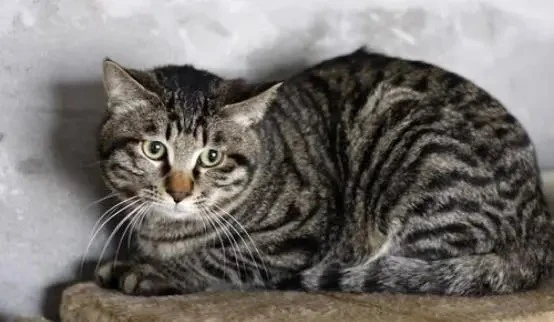 狸花猫的弃养率为何一直居高不下？这5点原因了解一下
