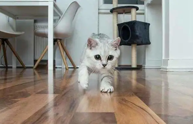 猫咪为何会突然像“发神经”一样乱跑？这样正常吗？