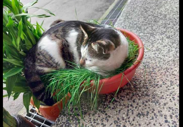 主人辛辛苦苦种的盆栽，被猫咪全部都压倒了，猫：有什么意见吗？