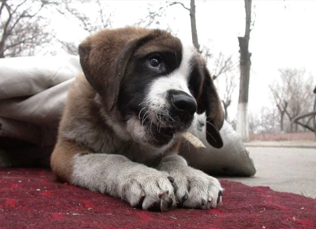 世界上的十种大型犬！