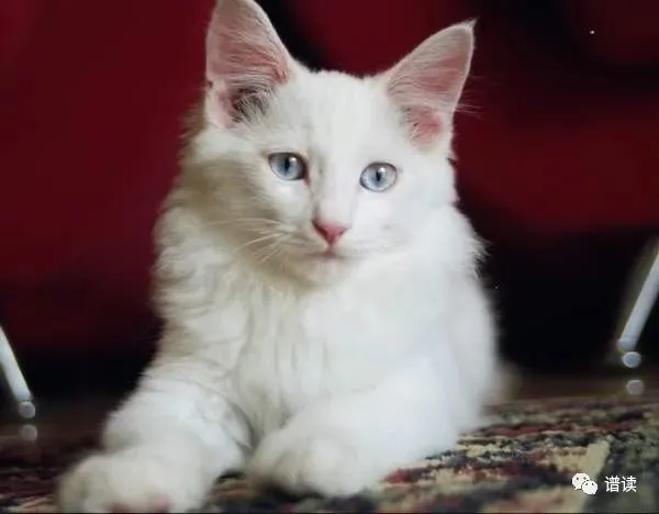 俗语：“猫忌送，狗忌买”说的是什么？原来大有讲究