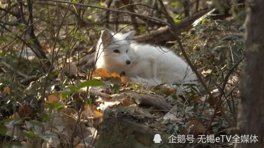 无锡一小区惊现白狐！结果很贴心