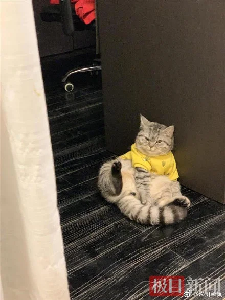 电话多少？深圳卫健委再现霸气回复只为救猫