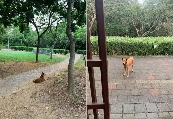 进咖啡厅发现店狗眼熟，互看3秒相认，她感动：是那只公园流浪狗